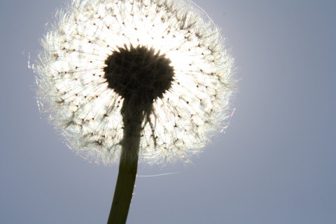 Schwabenhaus_Pusteblume