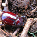 Artenvielfalt Projekt 1