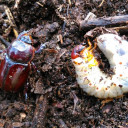 Artenvielfalt Projekt 2