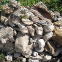 Artenvielfalt Projekt 4