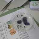 Biologie Olympiade