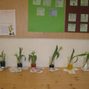 Tulpen 2
